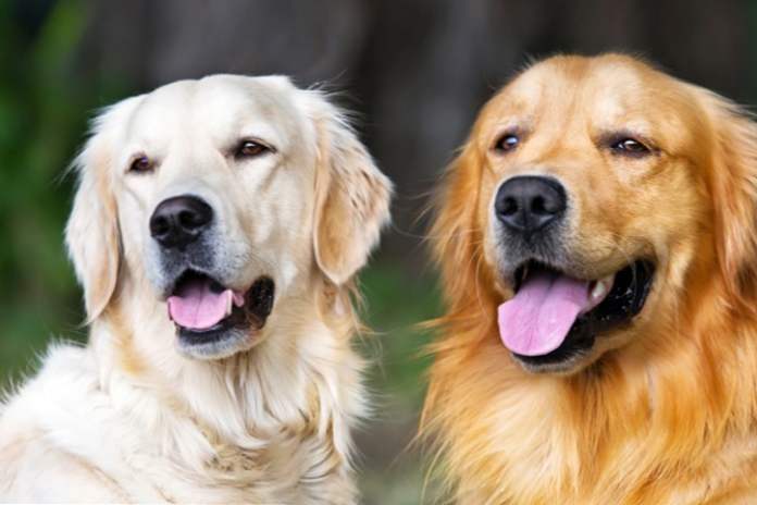 Životinjska terapija kao psi skrbe o djeci (zabava)