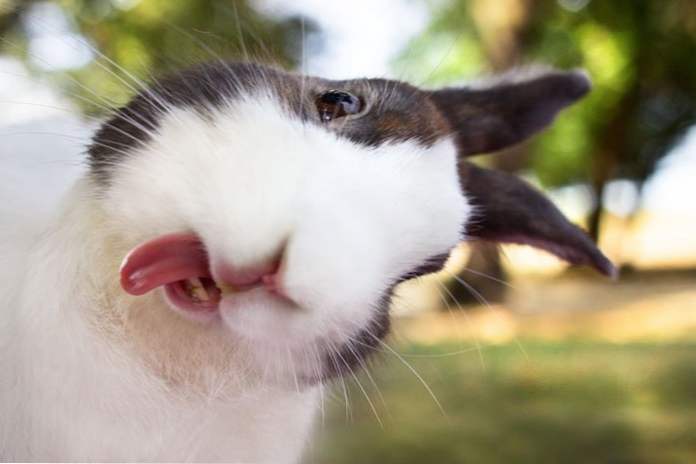 10 smiješnih životinja koje su pokazale jezik i dotaknu sve oko sebe (zabava)