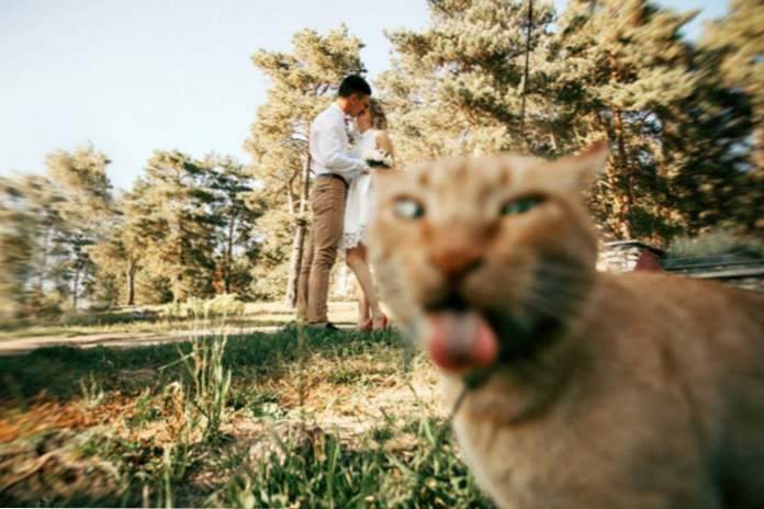 8 смішних фото котів, які випадково потрапили в кадр і всіх затьмарили (Розваги)