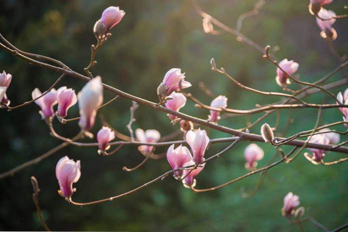 Magnolija i marelice procvjetale su se u Ukrajini 8 fotografija koje dokazuju da je proljeće došlo (zabava)