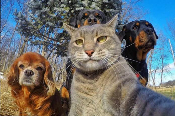 8 životinja koje vole uzeti selfie (fotografija) (zabava)