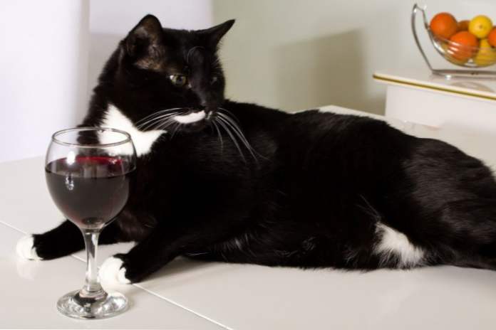 Романтична вечеря з котом японці винайшли котяче вино (фото) (Розваги)
