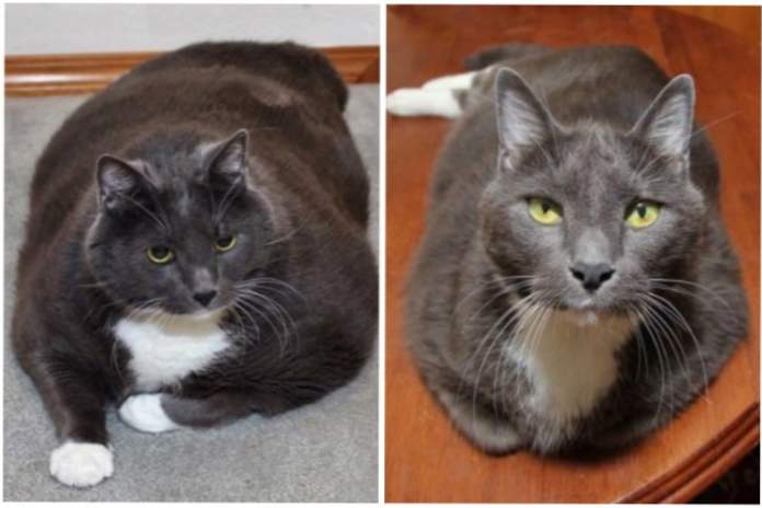 Všetci mohli stratiť 10 kg mačky a našli novú rodinu (foto) (zábava)