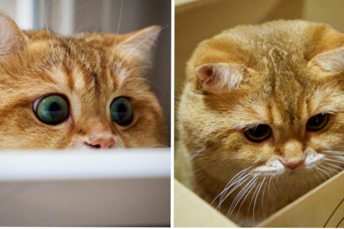 Čudesna crvena mačka s nevjerojatnim izgledom postala je nova zvijezda na internetu (zabava)