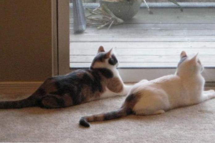 Najbardziej synchroniczne dwa koty na świecie robią wszystko razem i jednocześnie. (Rozrywka)