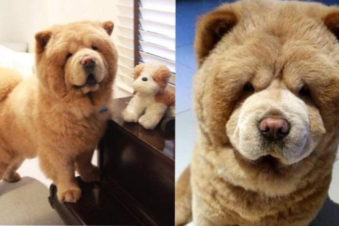 Смешни пас, који се не може разликовати од плишане играчке, освојио је интернет (Забава)