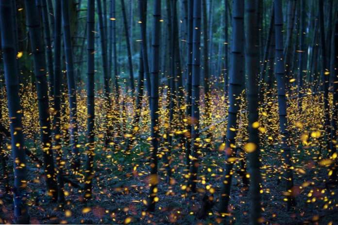 Svetlo ukazuje v lese báječné fotografie svetlice v Japonsku narazil na internet (zábava)