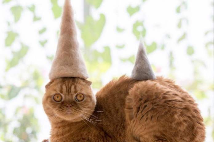 Забавні коти в вовняних капелюхах розсмішили Інтернет (фото) (Розваги)