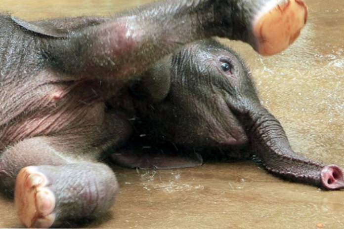 Deti ako detský baby slon sa kúpe v nafukovacom bazéne (video) (zábava)