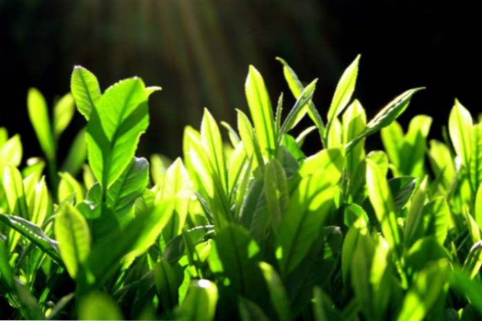 Neočekivano korištenje kako se brinuti za kožu zelenim čajem (Moda i ljepota)