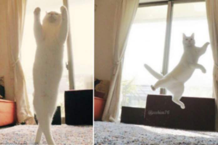 Na internetu je bio balet plesača mačaka (zabava)