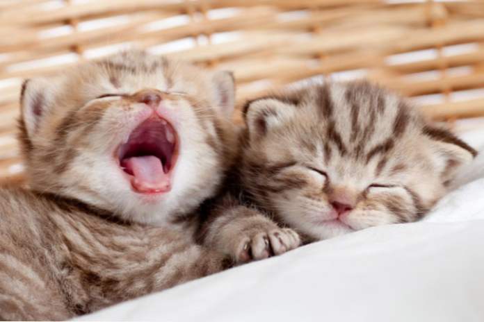 Позіхають коти, які схожі на тигрів (фото) (Розваги)