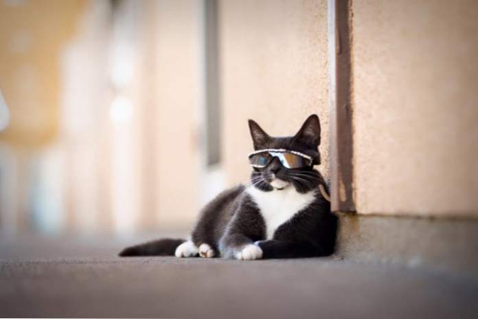 Nowa gwiazda sieci społecznościowych - kot w okularach przeciwsłonecznych (Rozrywka)