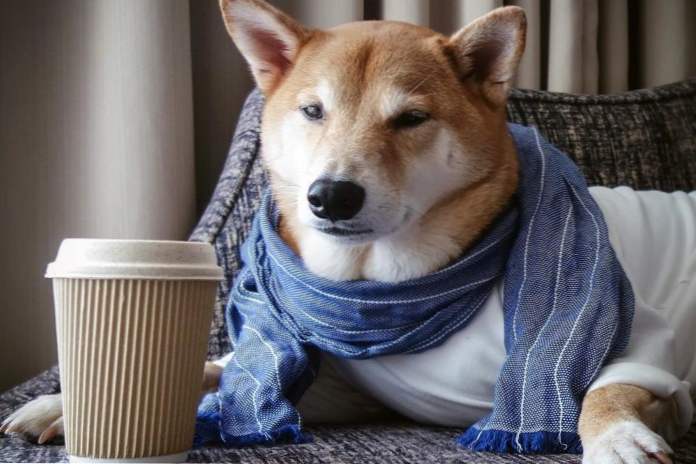 Најпознатији пас Инстаграм зарађује 15.000 долара месечно (Забава)