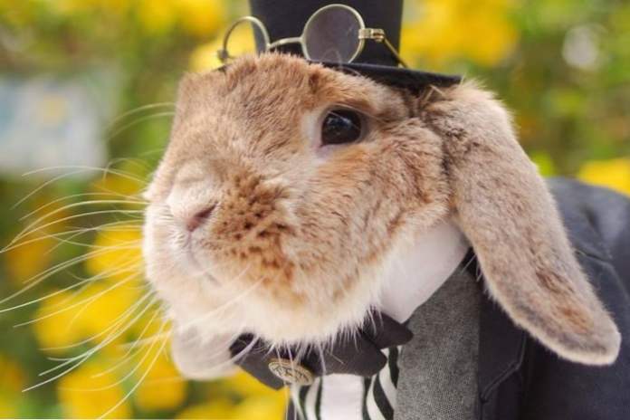 Na Instagram sa objavil najštýlovejší králik (zábava)