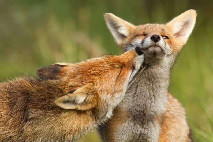 Закохані лисички чарівна фотодобірка (Розваги)