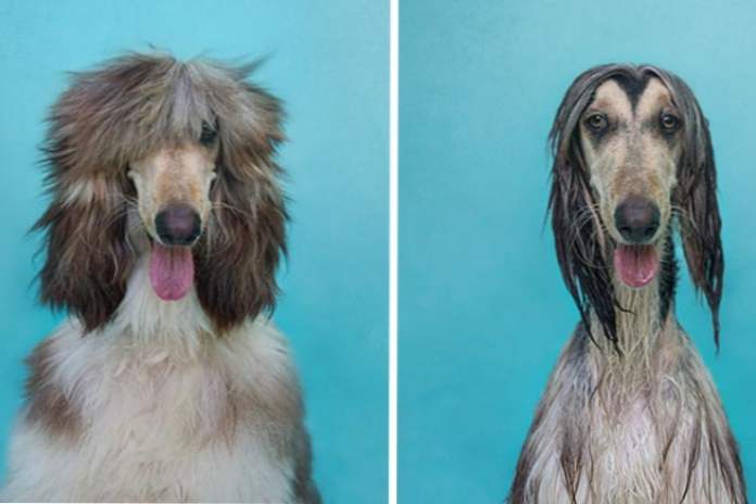 Životinje prije i poslije izbora kupanja smiješnih fotografija (zabava)
