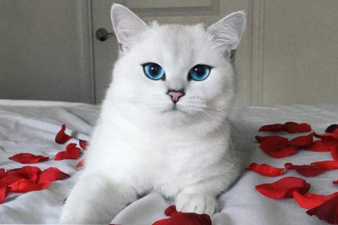 Instagram hviezda s modrými očami Brit Kobe - najkrajšia mačka na svete (zábava)